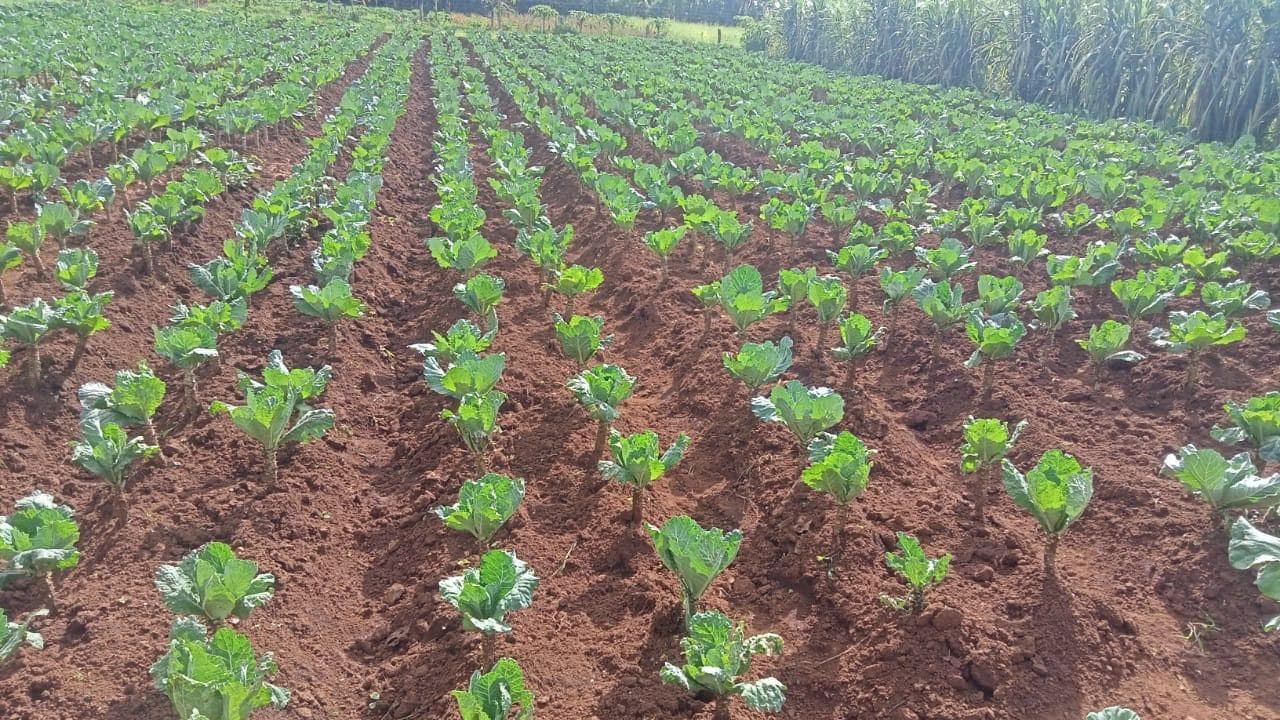 Kales field rows at OKIRAT demonstration farm